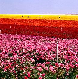 《心灵杀手：复刻版》全新对比预告片展示图形改进